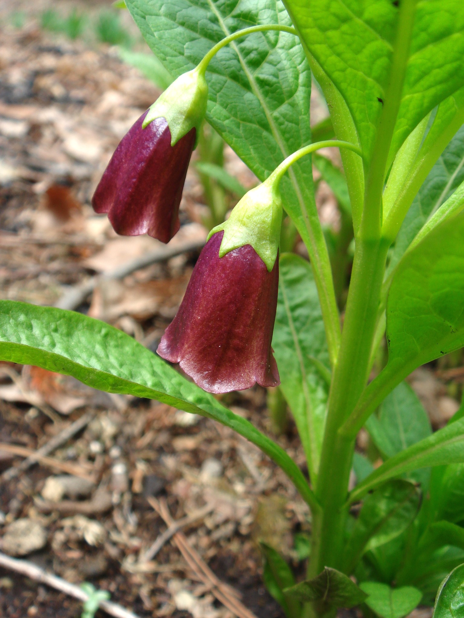 Scopolia Alchetron, The Free Social Encyclopedia